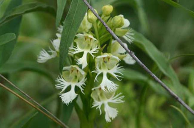 Great Plains White Fringed Orchid (Platanthera praeclara)