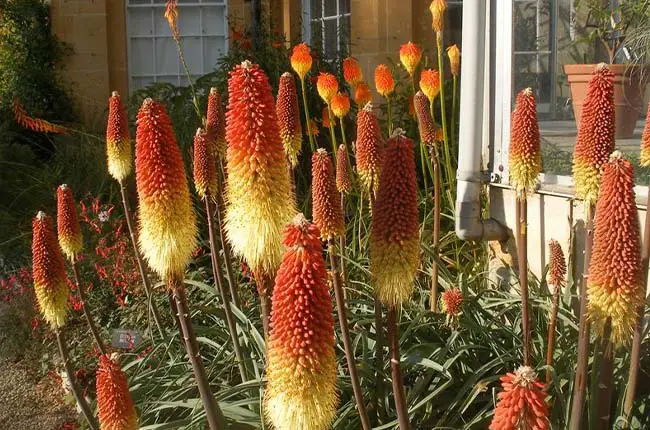 Red Hot Poker Plant (Kniphofia hirsuta)