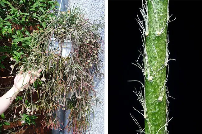 Hairy Stemmed Rhipsalis (Rhipsalis pilocarpa)