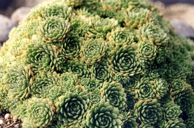 Rosularia platyphylla