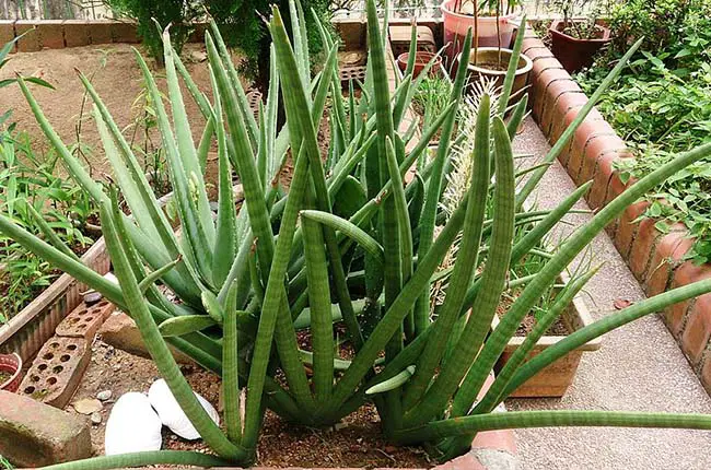 African Spear Plant (Sansevieria cylindrica)