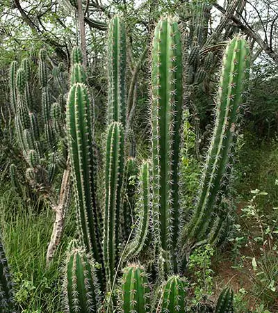 Mexican Organ Pipe (Stenocereus griseus)