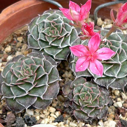 Chihuahua Flower (Graptopetalum bellum or Tacitus bellus)