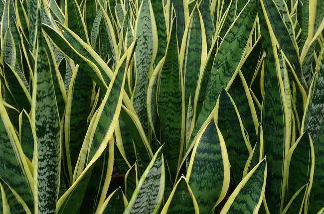 Black Coral Snake Plant (Sansevieria trifasciata) 