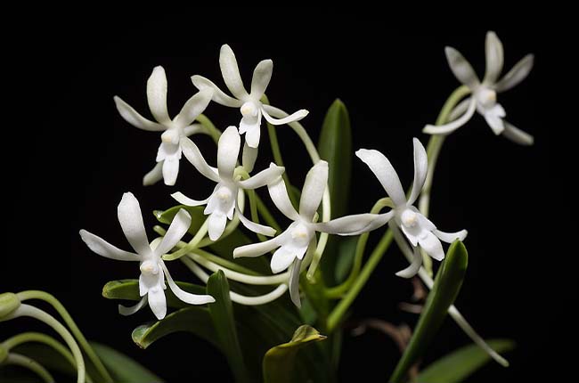 neofinetia falcata