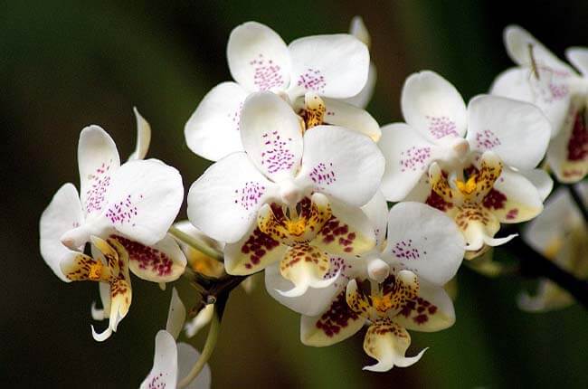 Sogo (Phalaenopsis stuartiana)