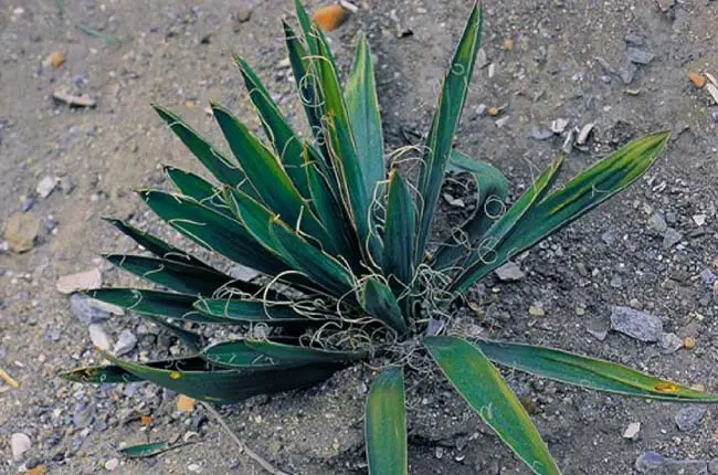 Adams' Needle (Yucca filamentosa) 