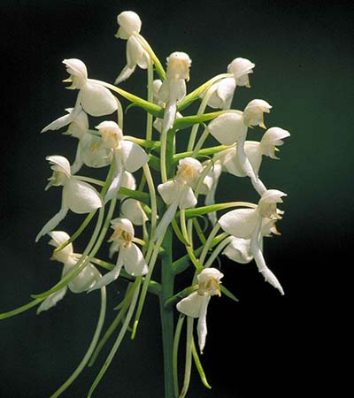  White Fringeless Orchid (Platanthera integrilabia) 