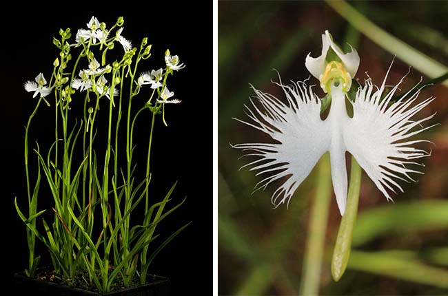 White Egret Orchid (Habenaria radiata)