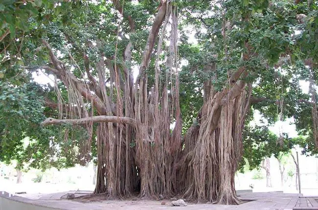 Banyan fig tree 