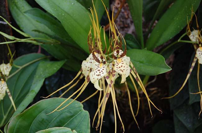 Brassia caudata (Spider orchid) 