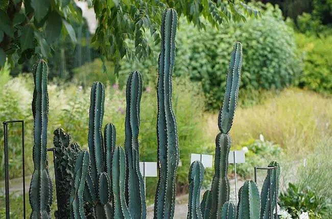 Cereus repandus (Peruvian apple cactus)