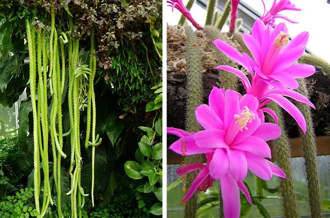 Disocactus flagelliformis (Rattail Cactus)