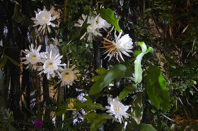 Epiphyllum creantum (Orchid Cactus)