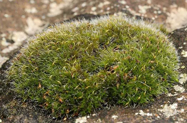 Grimmia pulvinata (Mossy Grimmia)