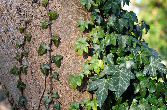 Hedera helix