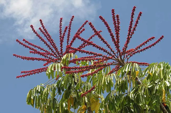  Brassaia actinophylla (umbrella tree)