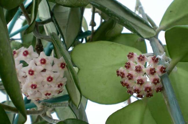 Hoya kerrii