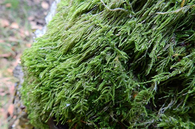 Hypnum cupressiforme (sheet moss)