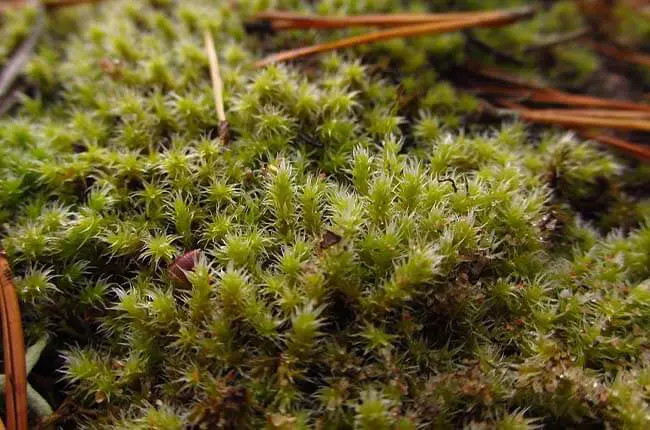 Top 16 Mosses for Indoor Plants  Living Wall