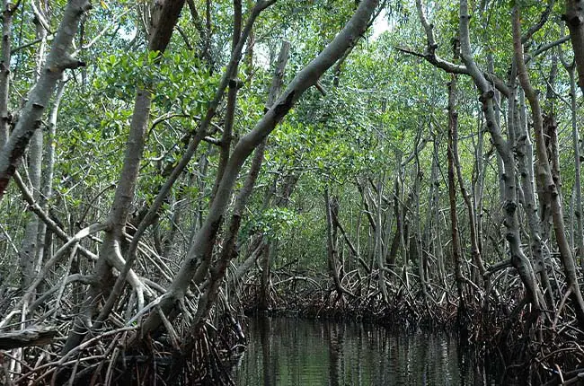 Mangrove