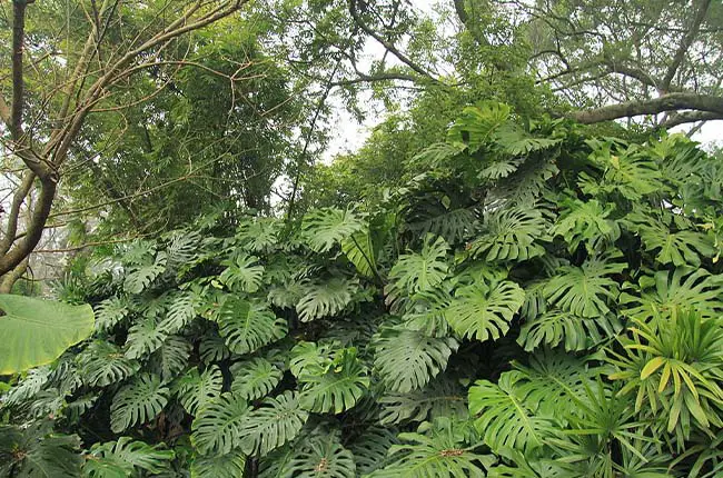 Monstera Deliciosa