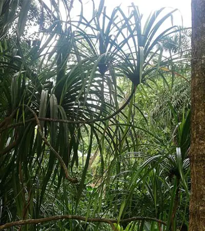 Pandanus multispicatus 