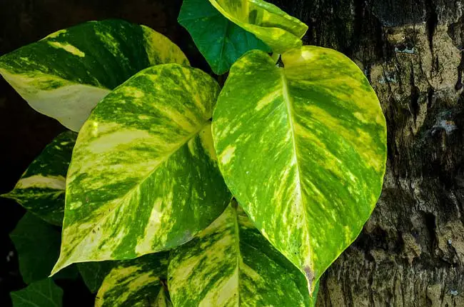 Epipremnum aureum (Pothos)