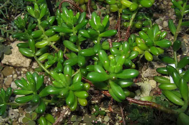 Sedum Rubrotinctum (Sedum Jelly Bean) 