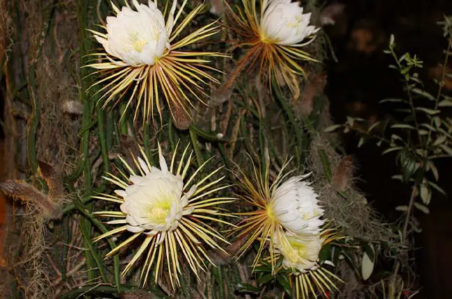 Selenicereus grandiflorus (Queen of the Night) 