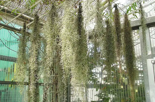 Spanish moss (Tillandsia usneoides)