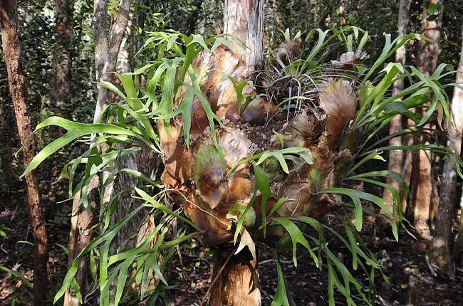 Staghorn fern