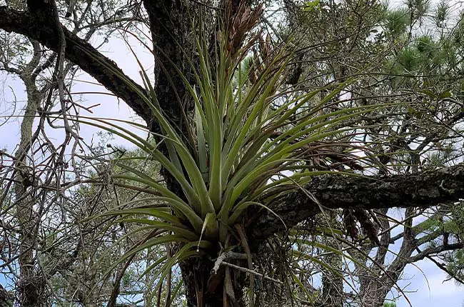 Tillandsia fasciculata