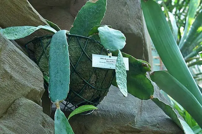 Eccremocactus bradei