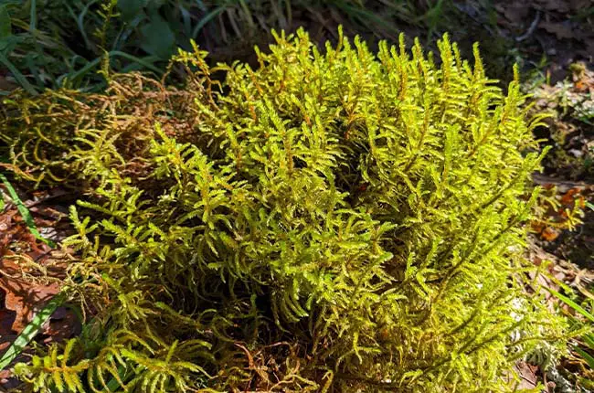 How Much Light Does Moss Need? (List Included)
