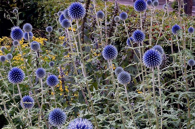 Star Frost Globe Thistle (Echinops bannaticus 'Star Frost')