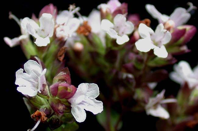 White-flowered Oregano (Origanum vulgare white flowered)