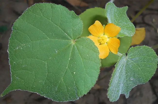 lookalike squash plant