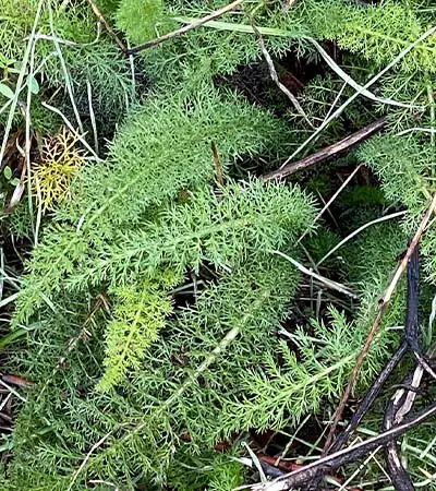 Yarrow (Achillea millefolium)