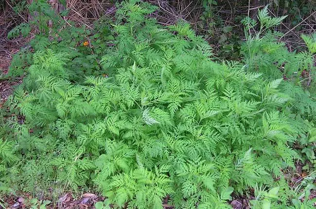 Common Ragweed (Ambrosia Artemisiifolia)