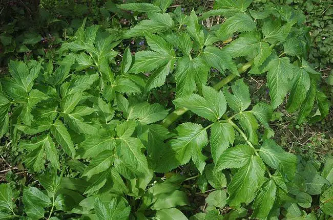 Wild celery