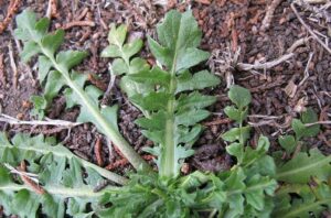 Arugula vs. 11 Weed Lookalikes: A Visual Guide | AskGardening