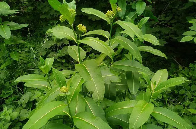 Milkweed (Asclepias syriaca)