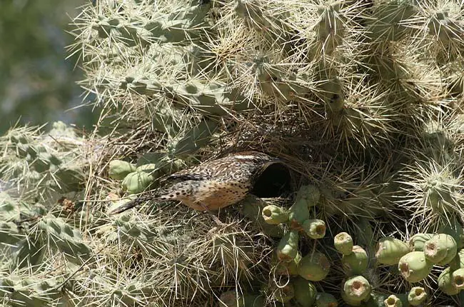 A Cactus Wren built a nest in the cactus 