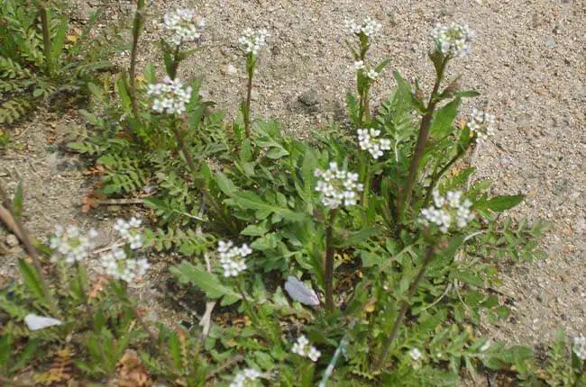 Shepherd's Purse (Capsella bursa-pastoris) 