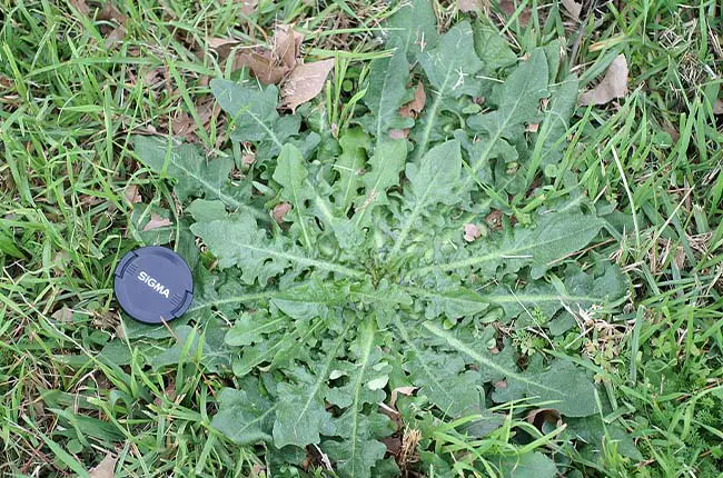 Cats Ear (Hypochaeris radicata)