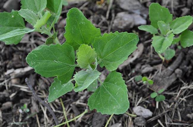 Lamb's Quarters (Chenopodium album)