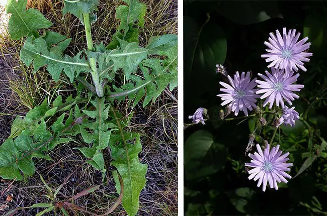 Chicory