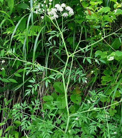 Water Hemlock (Cicuta virosa)