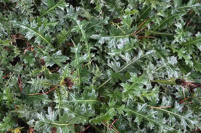 Thistle (Cirsium)